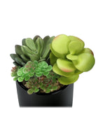 Ensemble de deux plantes succulentes artificielles TOCO Meubles dans un pot noir avec des cailloux décoratifs