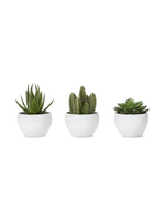 Ensemble de trois plantes succulentes artificielles Mily dans des pots blancs ronds par TOCO Meubles