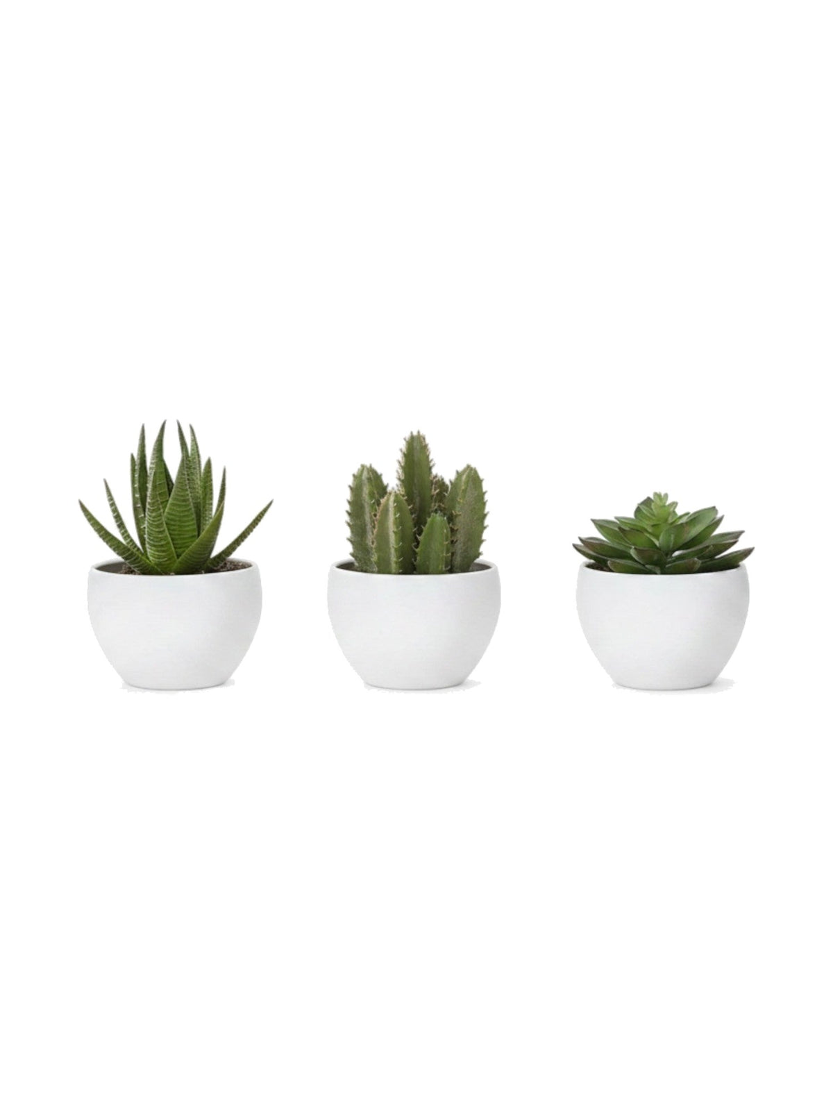 Ensemble de trois plantes succulentes artificielles Mily dans des pots blancs ronds par TOCO Meubles