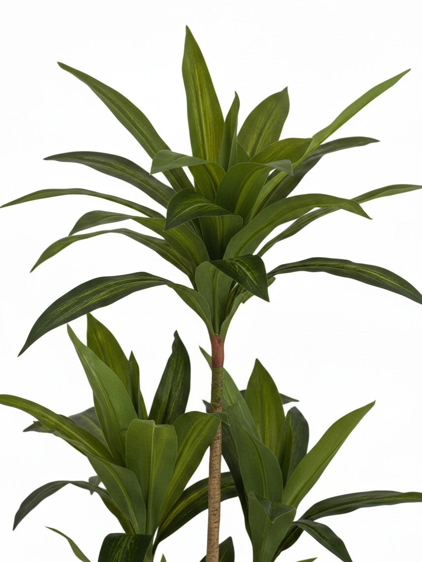 Arbre Dracaena artificiel Maxine de TOCO Meubles avec feuillage vert luxuriant et réaliste sur fond blanc