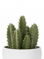 Plante artificielle cactus Mily de TOCO Meubles dans un pot blanc minimaliste