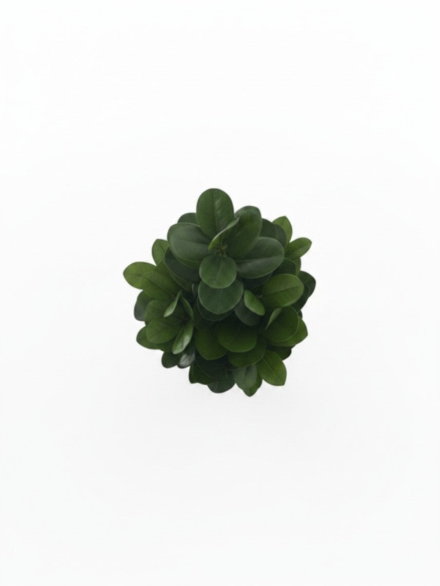 Plante artificielle Garcinia TOCO Meubles avec feuillage vert dense vue de dessus sur fond blanc