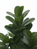 Plante artificielle Garcinia TOCO Meubles avec feuillage vert dense et réaliste pour une décoration intérieure élégante