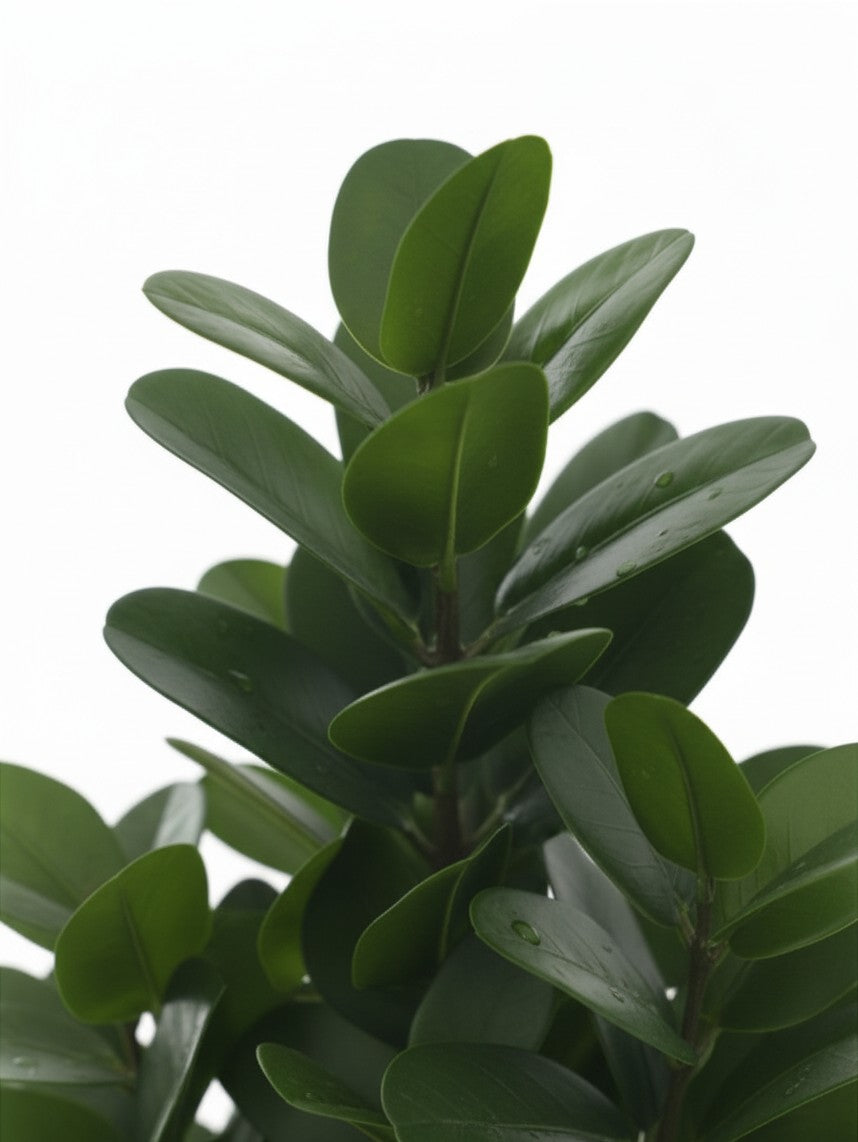 Plante artificielle Garcinia TOCO Meubles avec feuillage vert dense et réaliste pour une décoration intérieure élégante