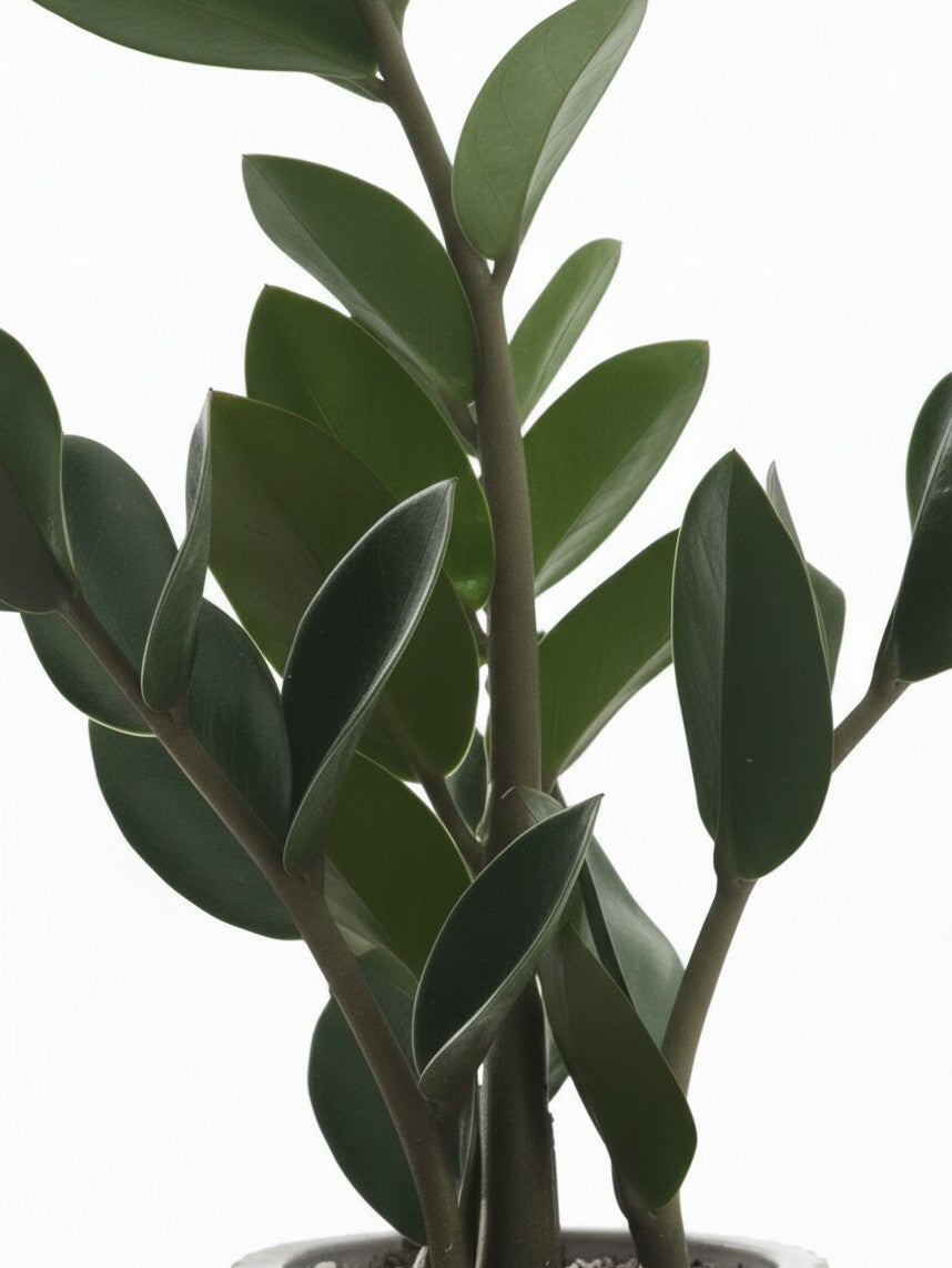 Plante artificielle ZZ Marie de TOCO Meubles avec feuillage vert réaliste et ajustable dans un pot en ciment rainuré