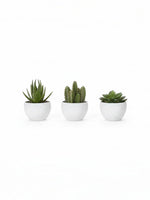 Ensemble de trois plantes succulentes artificielles Mily dans des pots blancs ronds par TOCO Meubles