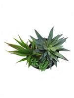 Ensemble de deux plantes succulentes artificielles TOCO Meubles dans un pot avec des cailloux décoratifs, vue de dessus.