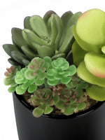 Plantes succulentes artificielles TOCO Meubles dans un pot noir avec des cailloux décoratifs, aspect réaliste.